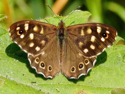 Pararge aegeria