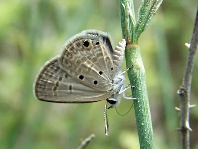 Luthrodes galba