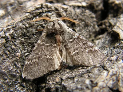 Drymonia ruficornis