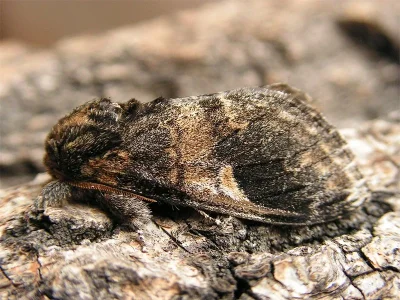 Notodonta tritophus
