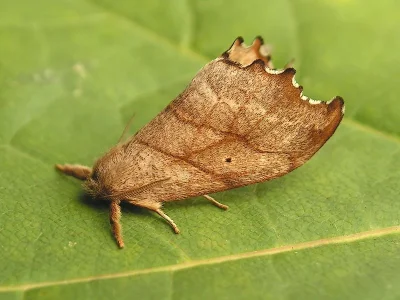 Falcaria lacertinaria