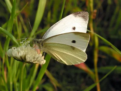 Pieris (Artogeia) rapae