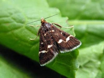 Pyrausta nigrata