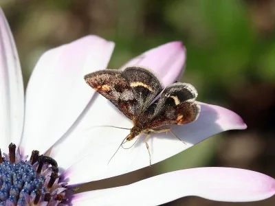Pyrausta porphyralis
