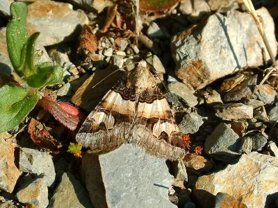 Drasteria cailino