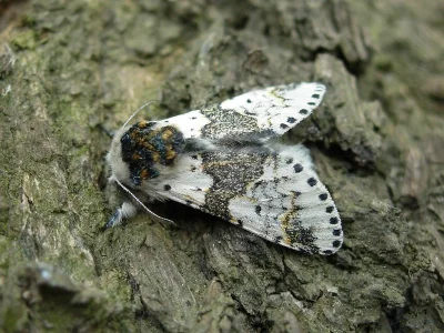 Furcula bicuspis