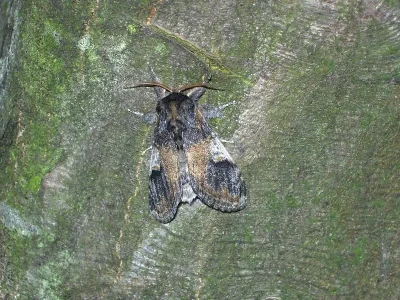 Notodonta tritophus