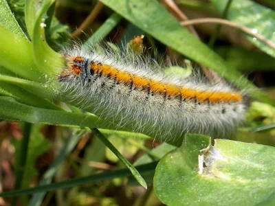 Lasiocampa (Pachygastria) trifolii