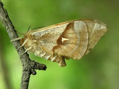 Aglia tau