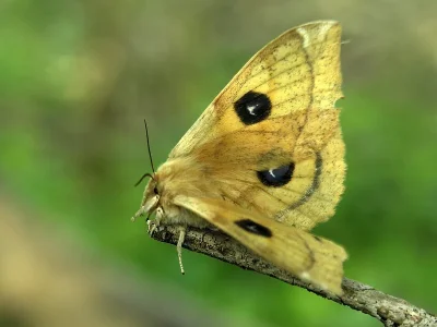 Aglia tau