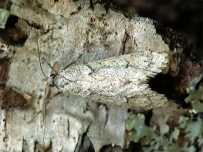 Diurnea fagella