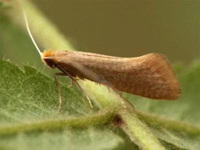 Nematopogon swammerdamella