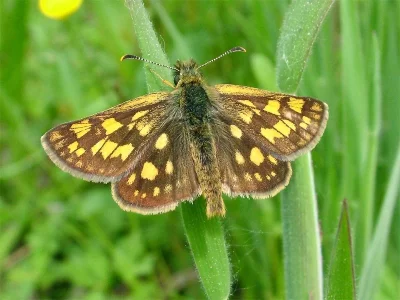 Carterocephalus palaemon