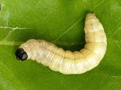 Cymatophorina diluta