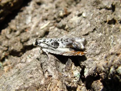 Ancylis laetana