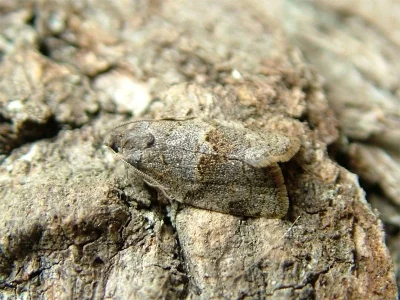 Syndemis musculana
