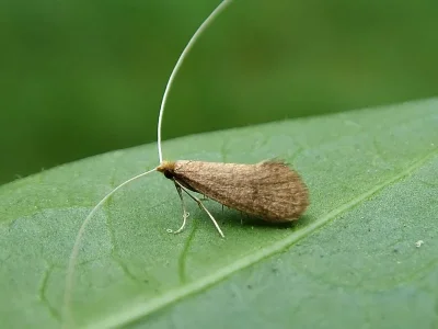 Nematopogon metaxella