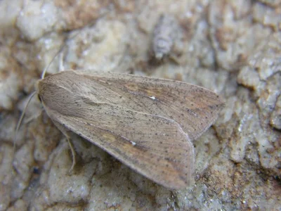 Mythimna (Pseudaletia) unipuncta