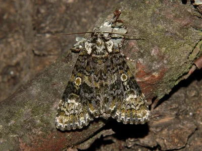 Craniophora ligustri