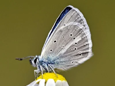 Polyommatus (Agrodiaetus) iphicarmon