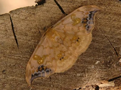 Sabra harpagula