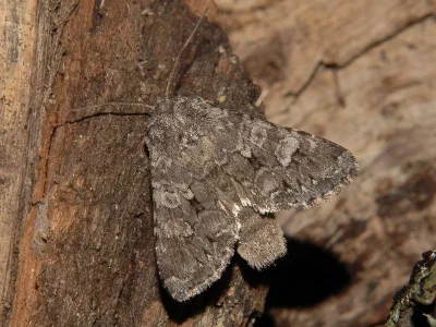 Papestra biren