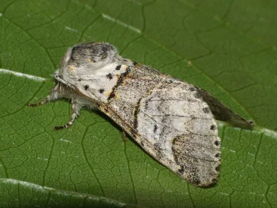 Furcula bifida