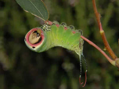 Cerura (Cerura) vinula