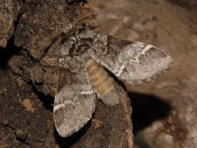 Drymonia dodonaea