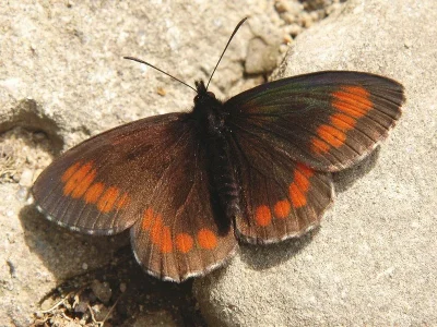 Erebia euryale