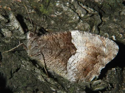 Hipparchia (Hipparchia) fagi