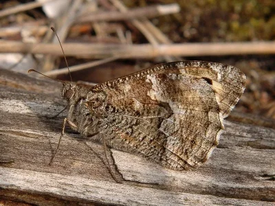 Hipparchia (Parahipparchia) semele