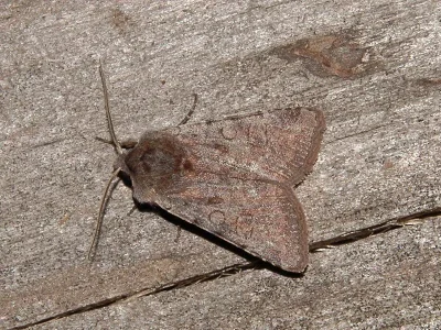 Cerastis (Cerastis) rubricosa