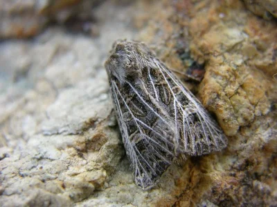 Tholera decimalis