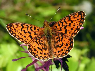 Boloria (Clossiana) selene