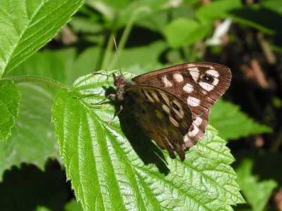 Pararge aegeria