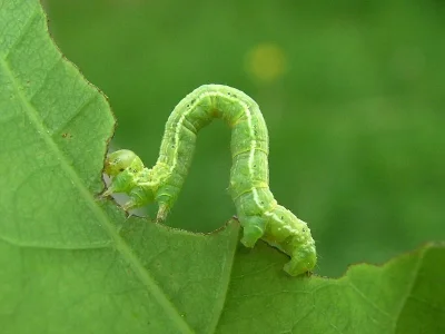 Alsophila aescularia