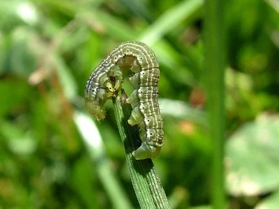 Archiearis parthenias