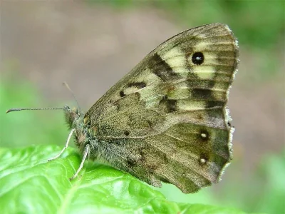 Pararge aegeria