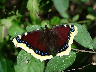 Nymphalis (Nymphalis) antiopa
