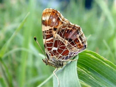 Araschnia levana