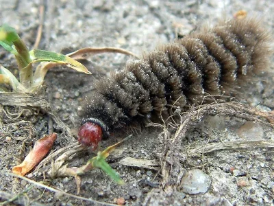 Amata (Syntomis) phegea