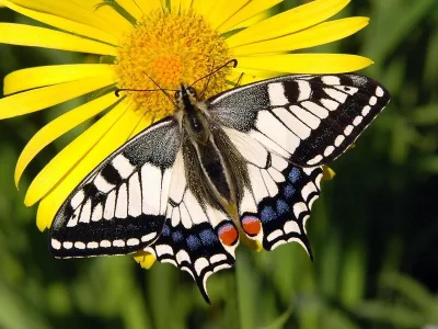 Papilio (Papilio) machaon