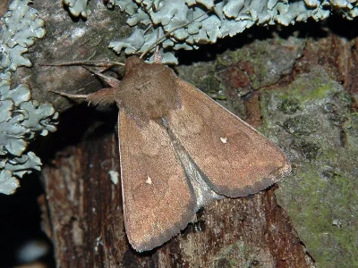 Mythimna (Hyphilare) albipuncta