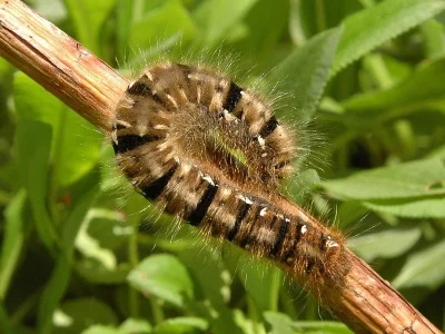Lasiocampa (Lasiocampa) quercus