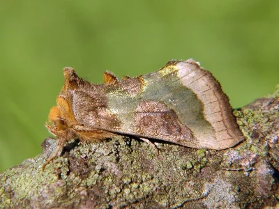 Diachrysia chrysitis