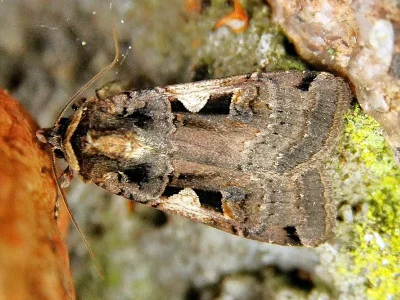 Xestia (Megasema) c-nigrum