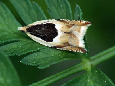 Ancylis badiana