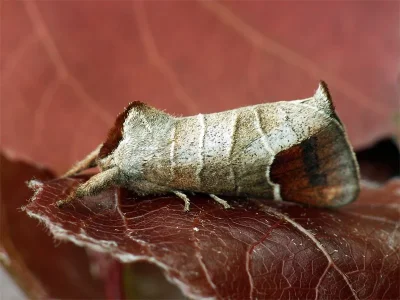 Clostera curtula