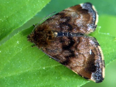 Panemeria tenebrata